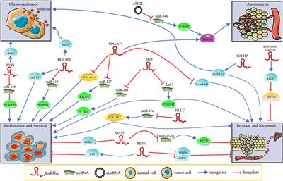 Non-coding RNAs in Pancreatic Ductal Adenocarcinoma